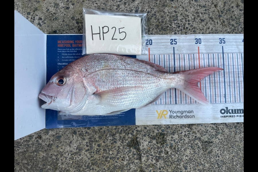 Paul Rees caught this 29.5cm Snapper at East Cape during The Hirepool Baitmates Fishing Comp