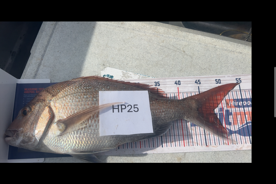 Hayden Trewavas caught this 48.0cm Snapper at Nelson/Marlborough during The Hirepool Baitmates Fishing Comp