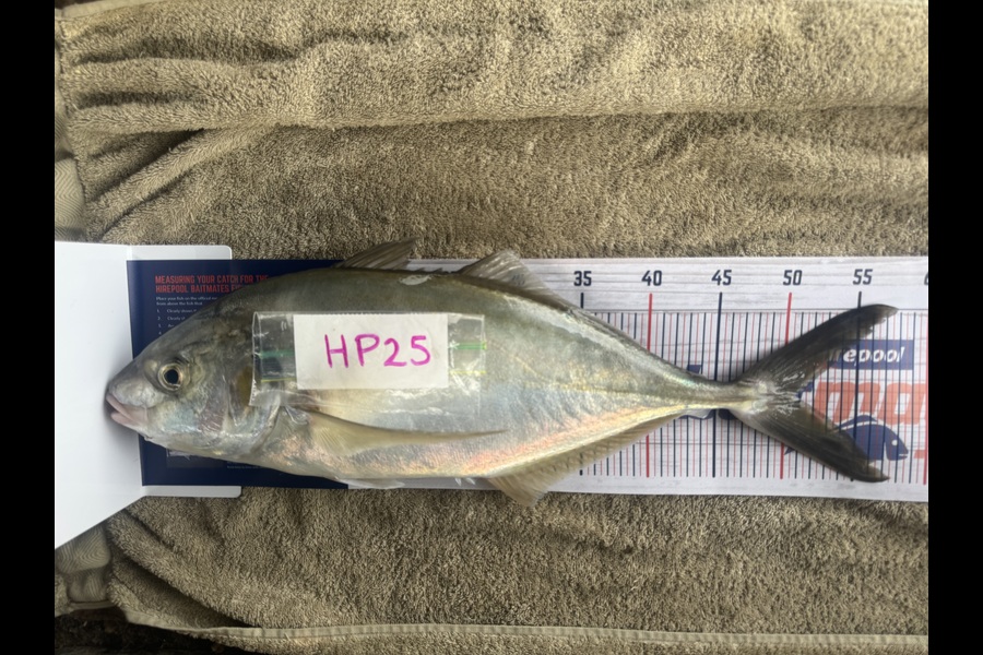 Ave Gardiner caught this 51.0cm Trevally at Bay of Plenty during The Hirepool Baitmates Fishing Comp