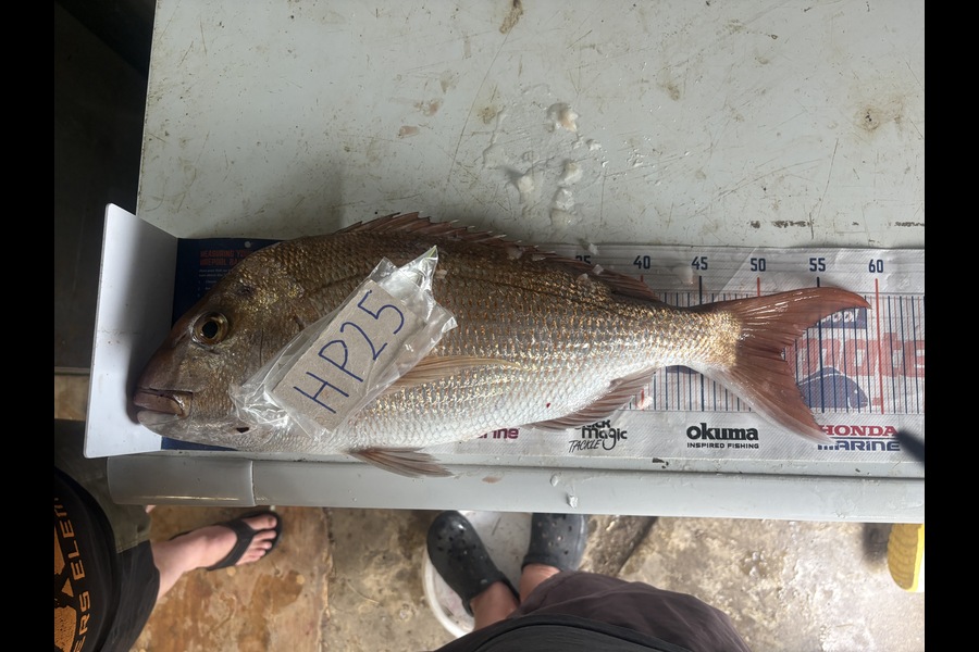 Craig Durbin caught this 51.5cm Snapper at Coromandel during The Hirepool Baitmates Fishing Comp