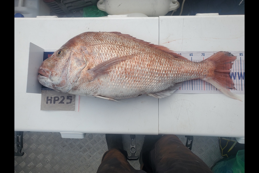 Mike Stephens caught this 80.5cm Snapper at Northland during The Hirepool Baitmates Fishing Comp