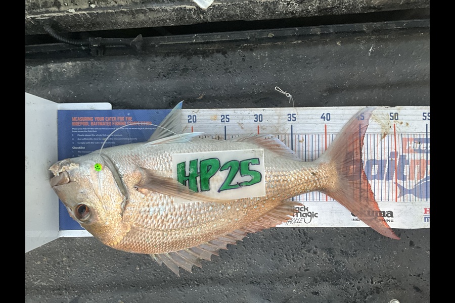 Stephen Heka caught this 45.0cm Snapper at Northland during The Hirepool Baitmates Fishing Comp