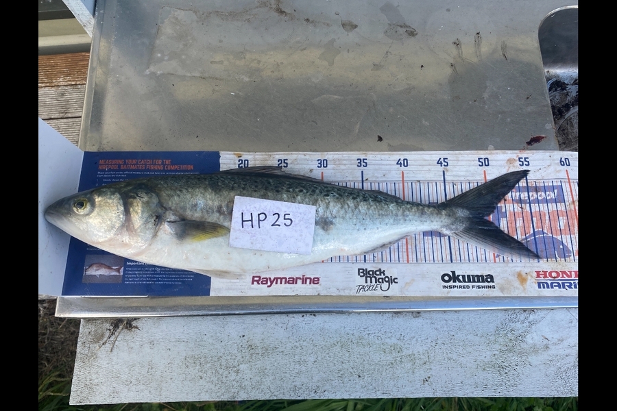 Andrew Russell caught this 49.0cm Kahawai at Manawatu during The Hirepool Baitmates Fishing Comp