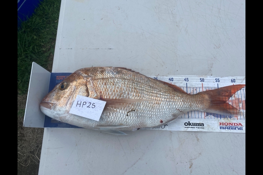Andrew Russell caught this 57.0cm Snapper at Manawatu during The Hirepool Baitmates Fishing Comp