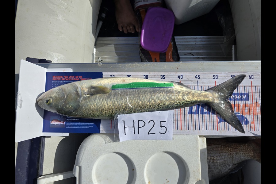 Nilo Rapiza caught this 52.5cm Kahawai at Auckland during The Hirepool Baitmates Fishing Comp
