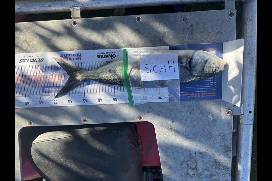 Mike Kapua caught this 49.0cm Kahawai at Wellington during The Hirepool Baitmates Fishing Comp