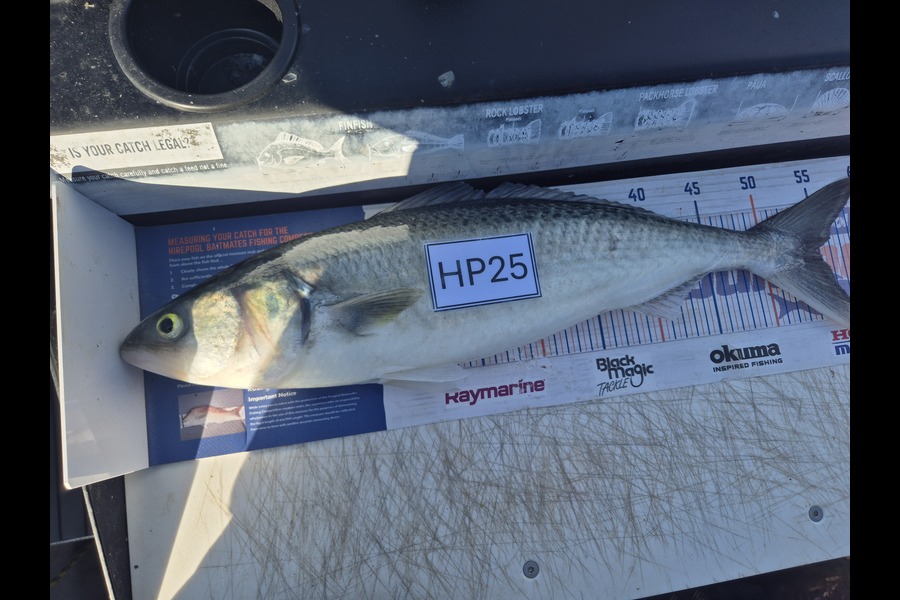 Roedolf Prinsloo caught this 55cm Kahawai at Nelson/Marlborough during The Hirepool Baitmates Fishing Comp