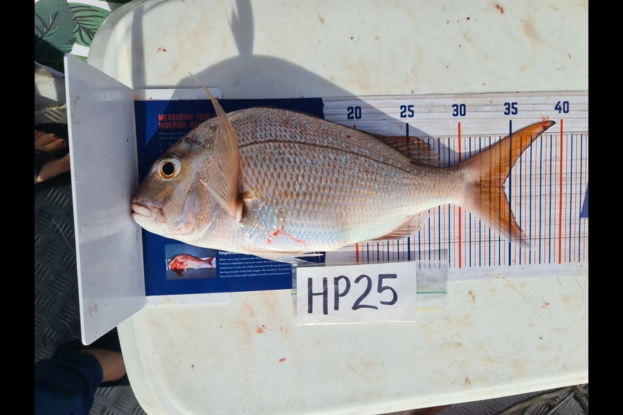 Manoah Tee Tee caught this 34.2cm Snapper at Coromandel during The Hirepool Baitmates Fishing Comp