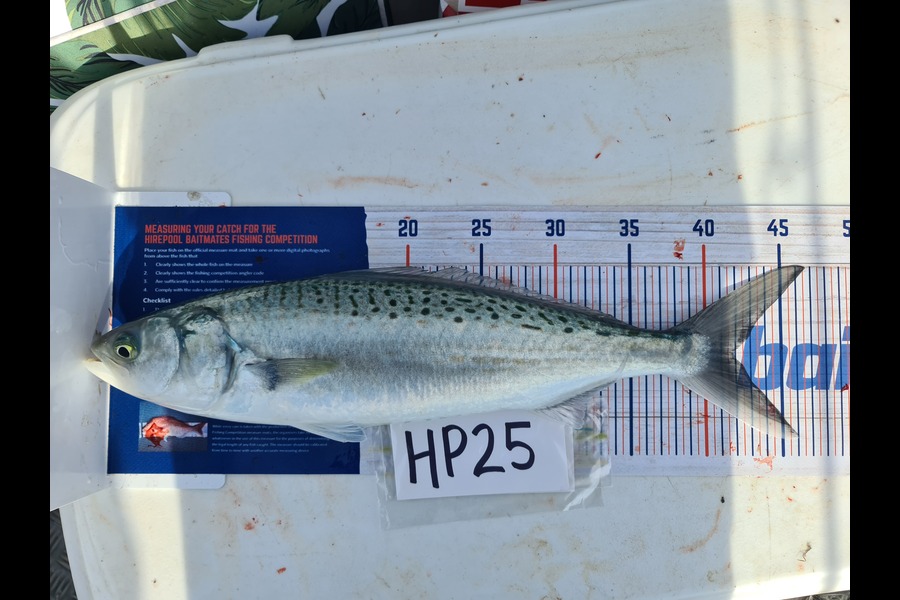 Manoah Tee Tee caught this 42.0cm Kahawai at Coromandel during The Hirepool Baitmates Fishing Comp