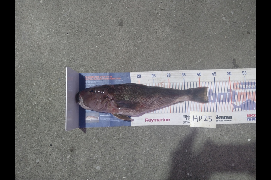 Steve  Brown  caught this 42.0cm Blue Cod at Wellington during The Hirepool Baitmates Fishing Comp