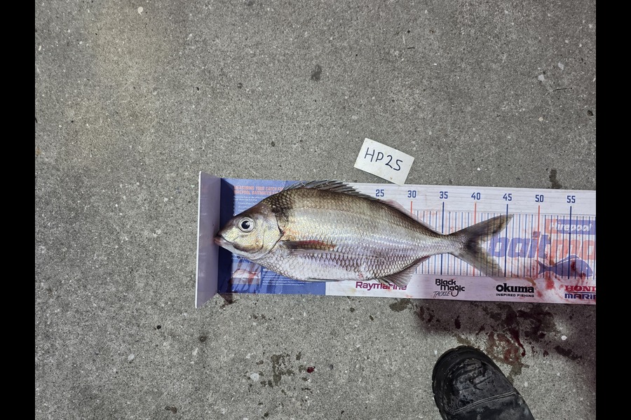 David  Douglas  caught this 41.0cm Tarakihi at Wellington during The Hirepool Baitmates Fishing Comp