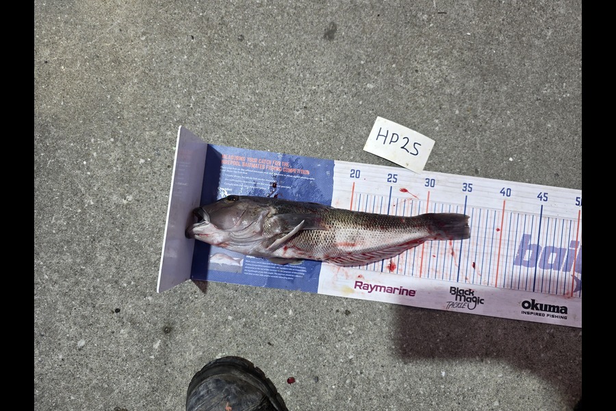 David  Douglas  caught this 35.5cm Blue Cod at Wellington during The Hirepool Baitmates Fishing Comp