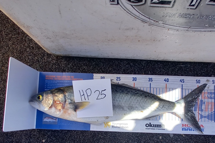 Sandra Dicker caught this 48.0cm Kahawai at Auckland during The Hirepool Baitmates Fishing Comp