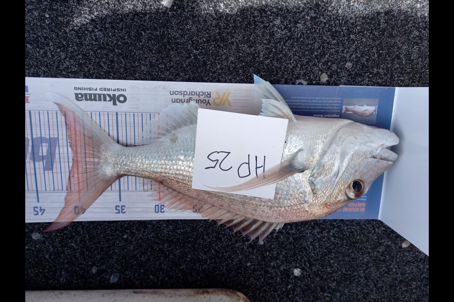 Sandra Dicker caught this 40.0cm Snapper at Auckland during The Hirepool Baitmates Fishing Comp
