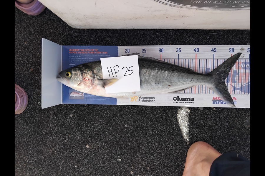 Alex Devine caught this 48.0cm Kahawai at Auckland during The Hirepool Baitmates Fishing Comp