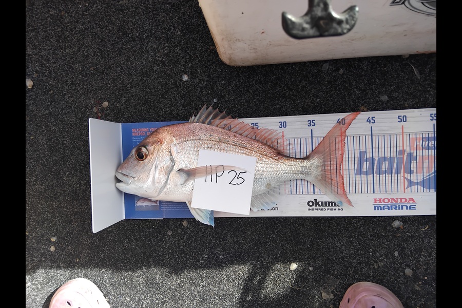 Alex Devine caught this 39.5cm Snapper at Auckland during The Hirepool Baitmates Fishing Comp