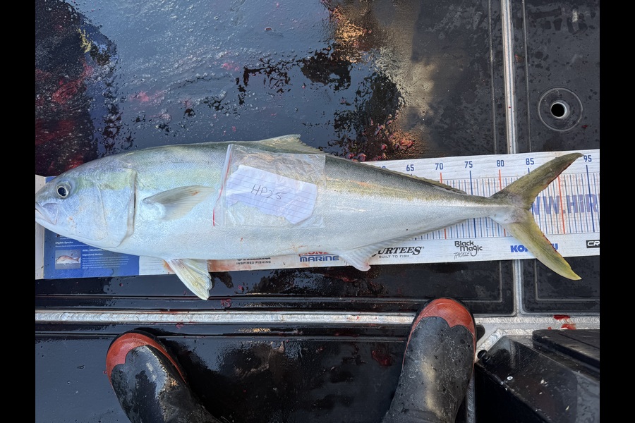 Gordy Pye caught this 84.5cm Kingfish at Wairarapa
 during The Hirepool Baitmates Fishing Comp
