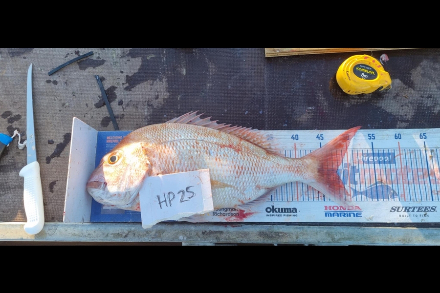 Gavin White caught this 47.5cm Snapper at Wellington during The Hirepool Baitmates Fishing Comp