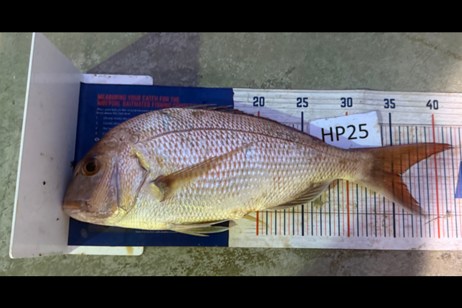 Steve Williams caught this 35.5cm Snapper at Nelson/Marlborough during The Hirepool Baitmates Fishing Comp