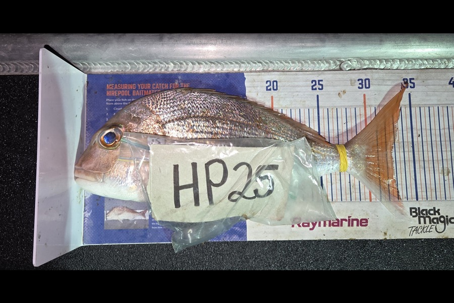 Tracey Beer caught this 32.5cm Snapper at Coromandel during The Hirepool Baitmates Fishing Comp