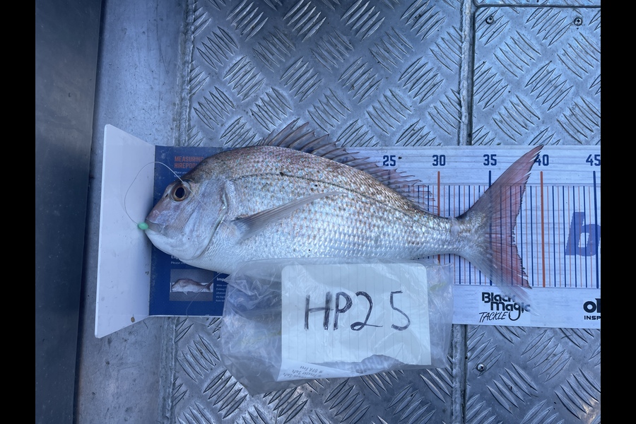 Tim Smith caught this 37.0cm Snapper at Nelson/Marlborough during The Hirepool Baitmates Fishing Comp