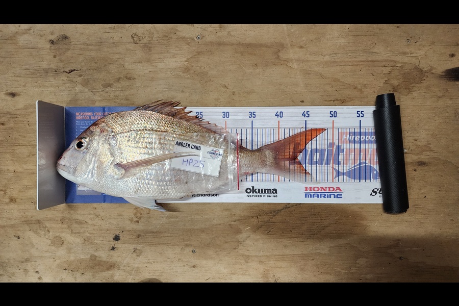 Myles Carson caught this 43.0cm Snapper at Wellington during The Hirepool Baitmates Fishing Comp