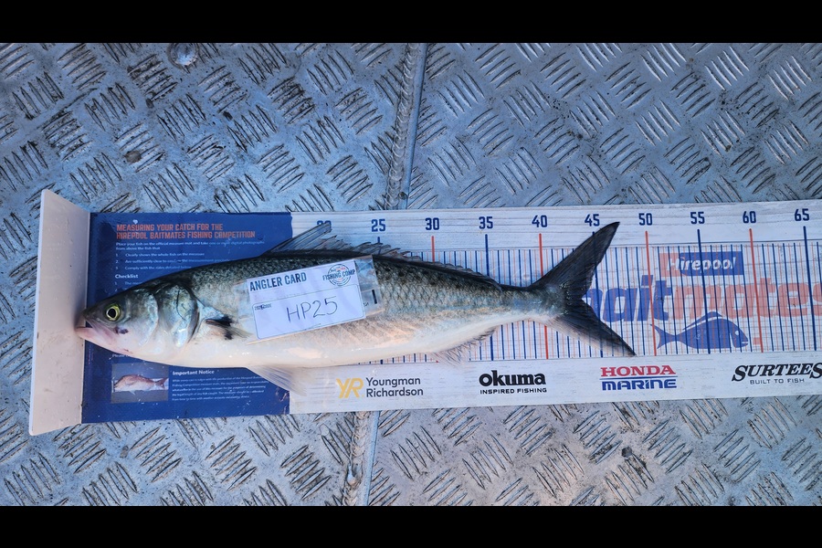 Myles Carson caught this 43.5cm Kahawai at Wellington during The Hirepool Baitmates Fishing Comp
