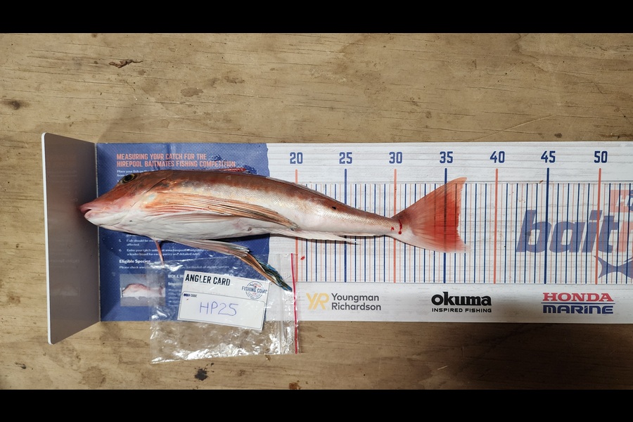 Carolyn Carson caught this 36.0cm Gurnard at Wellington during The Hirepool Baitmates Fishing Comp