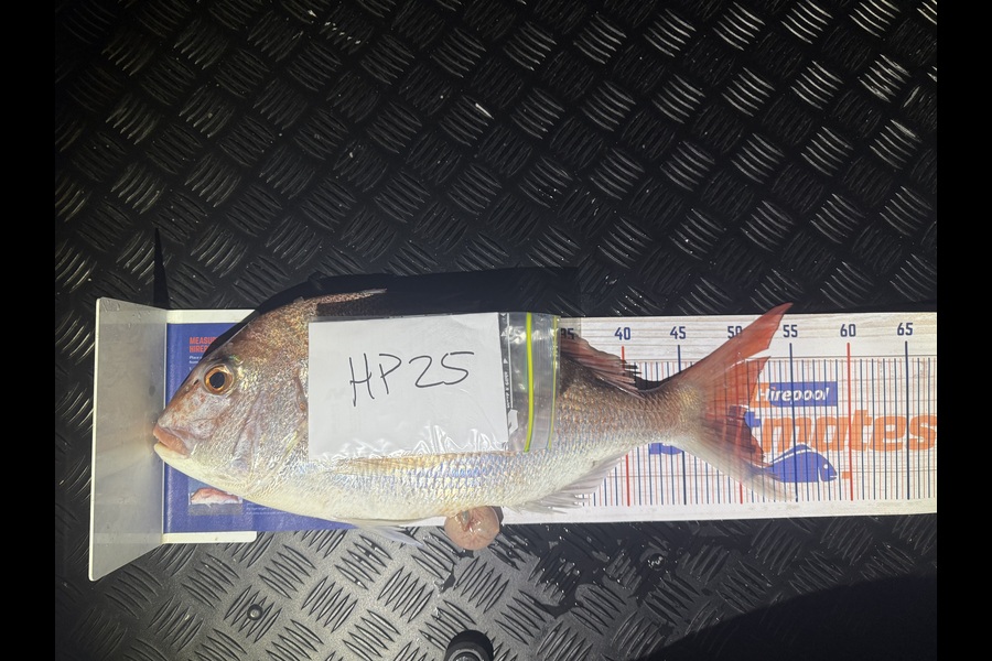 Josh Bolton caught this 50.5cm Snapper at Wellington during The Hirepool Baitmates Fishing Comp