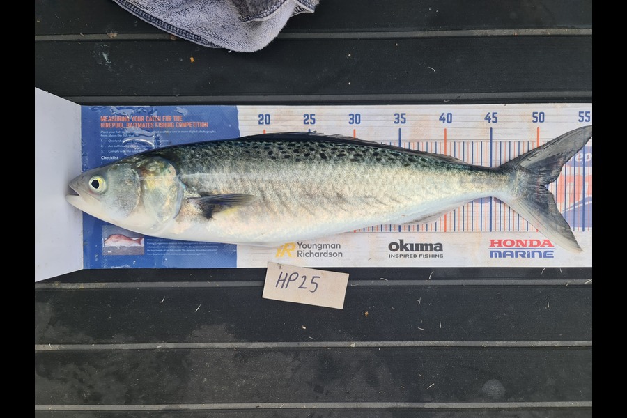 Scott Bassett caught this 50.5cm Kahawai at Wellington during The Hirepool Baitmates Fishing Comp