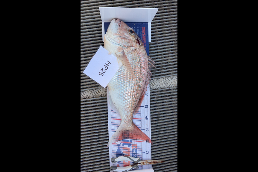 Hayden Trewavas caught this 48.5cm Snapper at Nelson/Marlborough during The Hirepool Baitmates Fishing Comp