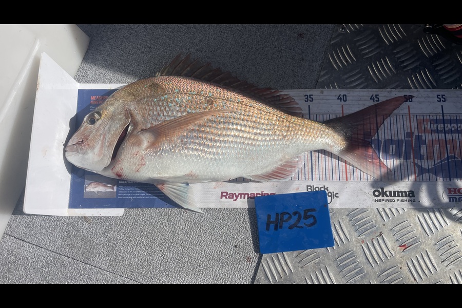 Tom Burroughs-Moody caught this 43.5cm Snapper at Wellington during The Hirepool Baitmates Fishing Comp