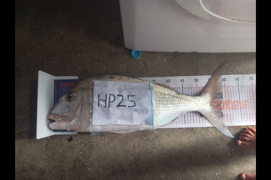 Wati Rihari caught this 58.5cm Snapper at Northland during The Hirepool Baitmates Fishing Comp