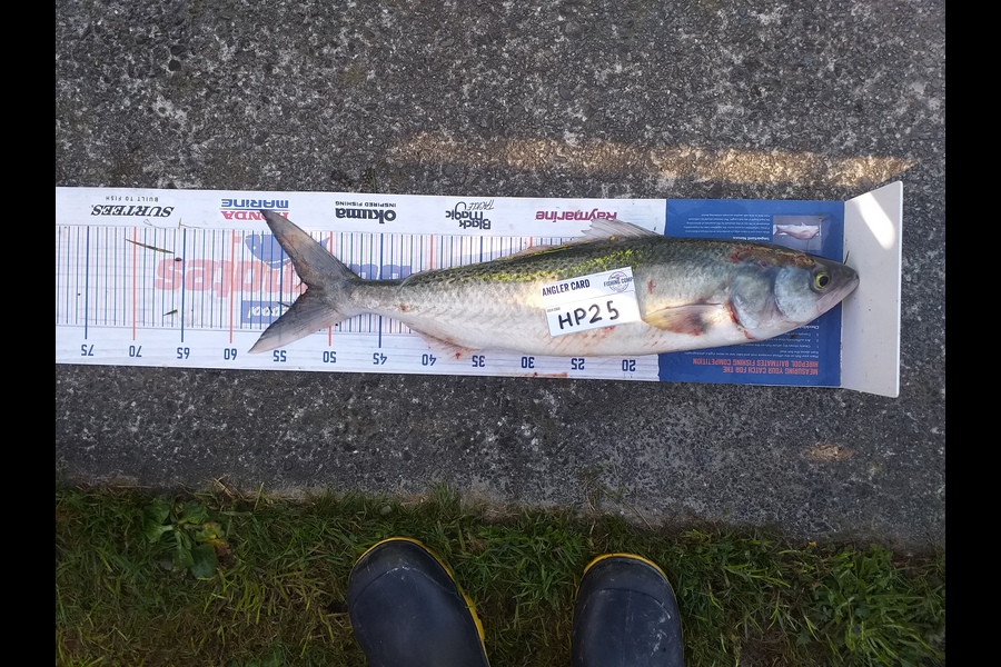Murray Stratford caught this 52.0cm Kahawai at Wellington during The Hirepool Baitmates Fishing Comp