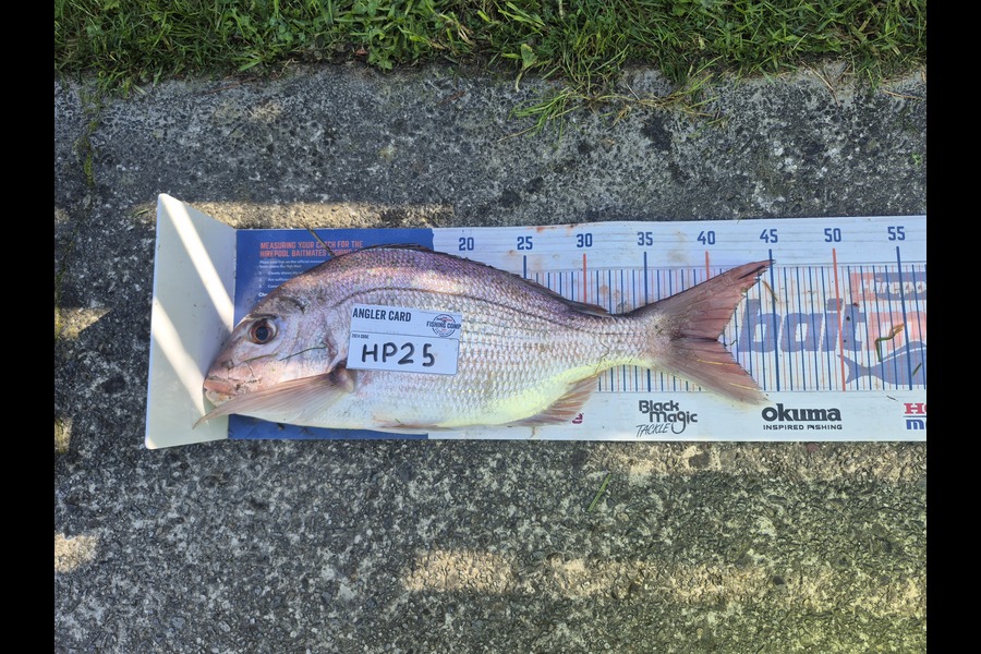Cameron Rosson caught this 40.0cm Snapper at Wellington during The Hirepool Baitmates Fishing Comp