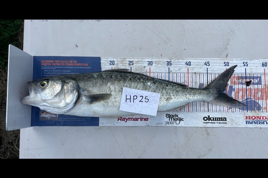 Hamish McCallum caught this 49.0cm Kahawai at Manawatu during The Hirepool Baitmates Fishing Comp