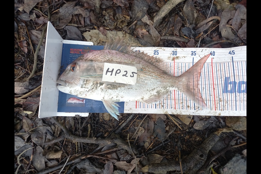 Gary Mulder caught this 36.0cm Snapper at Auckland during The Hirepool Baitmates Fishing Comp
