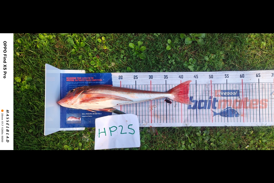 Scott McMahon caught this 42.0cm Gurnard at Taranaki during The Hirepool Baitmates Fishing Comp