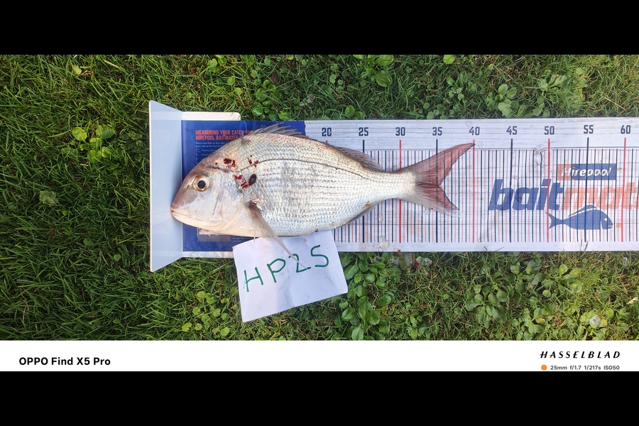 Scott McMahon caught this 35.0cm Snapper at Taranaki during The Hirepool Baitmates Fishing Comp