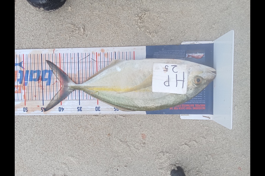 Phill Saunders caught this 39.5cm Trevally at Coromandel during The Hirepool Baitmates Fishing Comp
