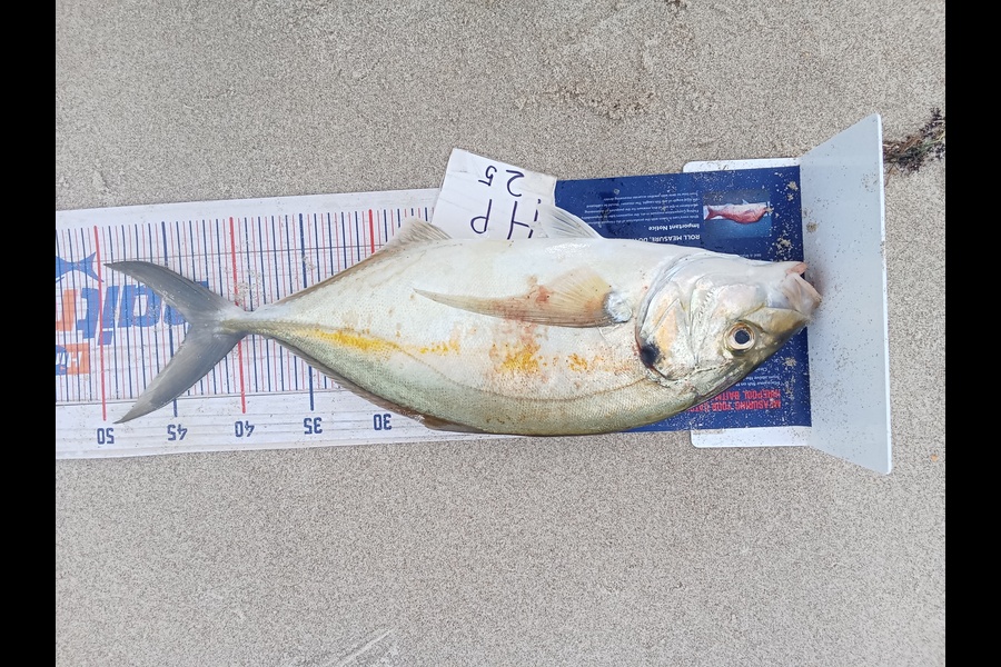 Phill Saunders caught this 43.5cm Trevally at Coromandel during The Hirepool Baitmates Fishing Comp