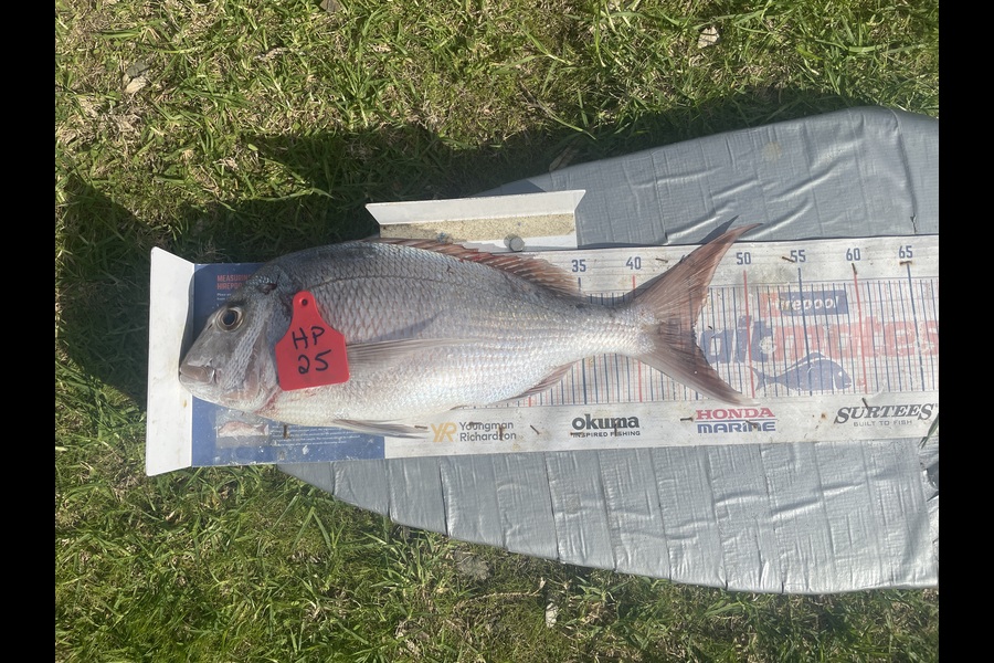 Graeme Duncan caught this 45.0cm Snapper at Bay of Plenty during The Hirepool Baitmates Fishing Comp