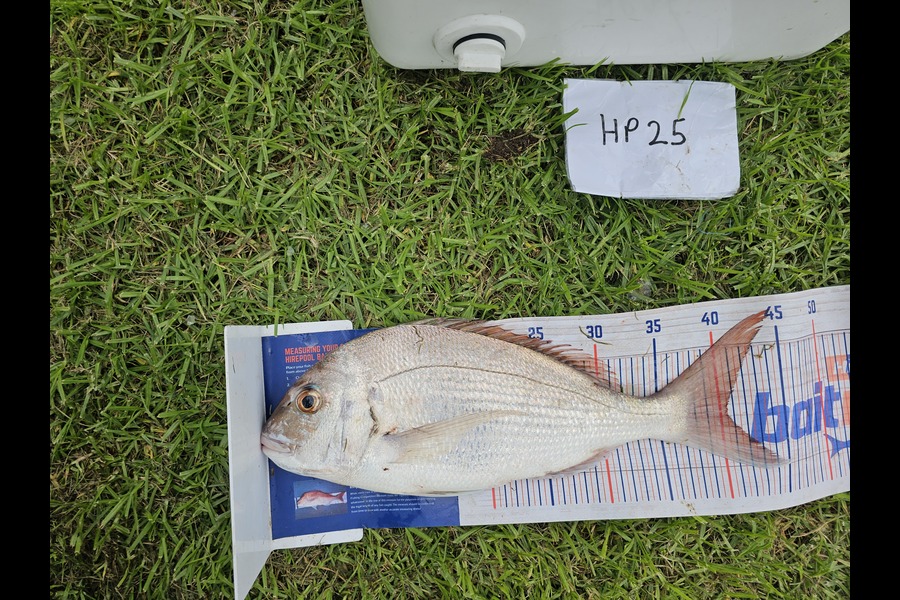 Ben Cullen caught this 40.5cm Snapper at Northland during The Hirepool Baitmates Fishing Comp