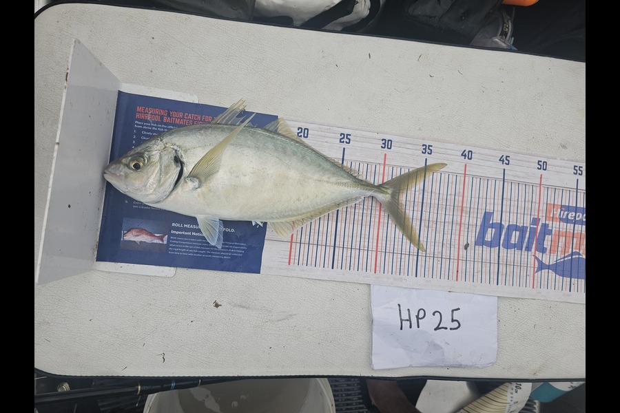 Ben Cullen caught this 32.0cm Trevally at Northland during The Hirepool Baitmates Fishing Comp