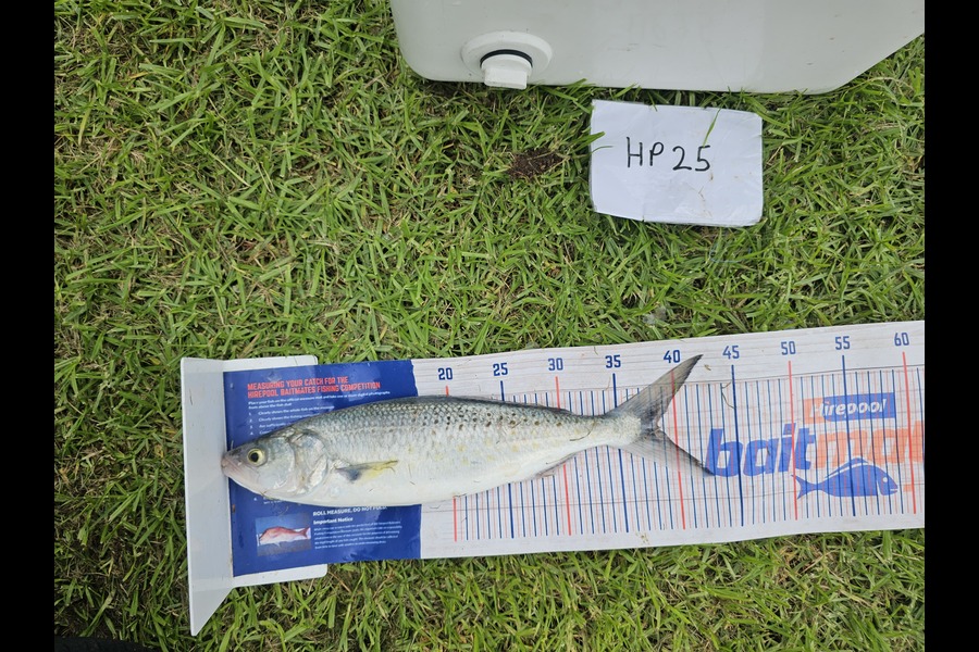 Ben Cullen caught this 38.5cm Kahawai at Northland during The Hirepool Baitmates Fishing Comp