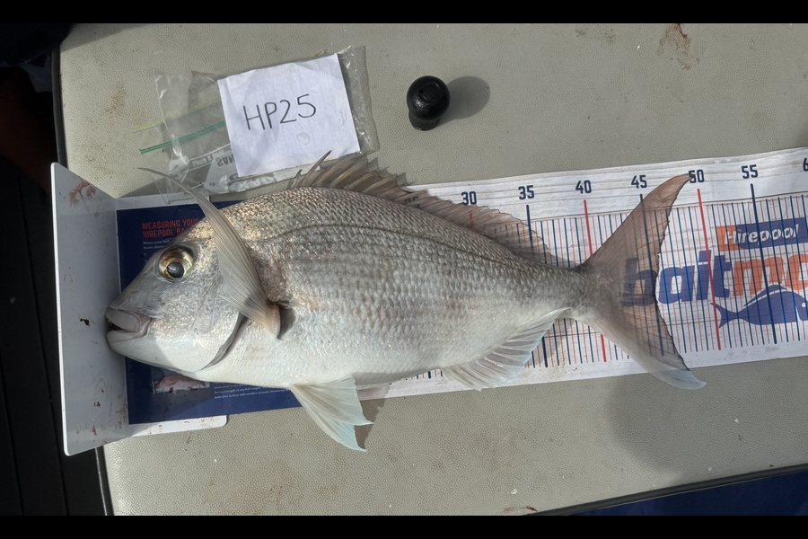 Shaun Russell caught this 45.0cm Snapper at Northland during The Hirepool Baitmates Fishing Comp