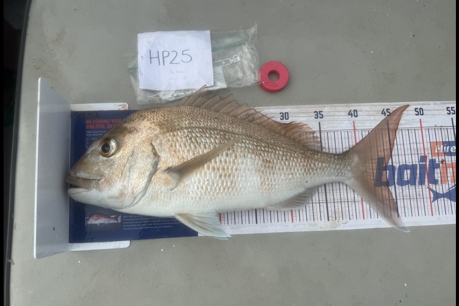 Asher Russell caught this 44.0cm Snapper at Northland during The Hirepool Baitmates Fishing Comp