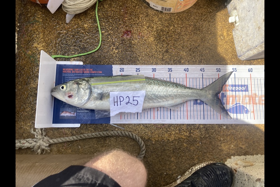 Anthony Murray caught this 49.0cm Kahawai at Wellington during The Hirepool Baitmates Fishing Comp