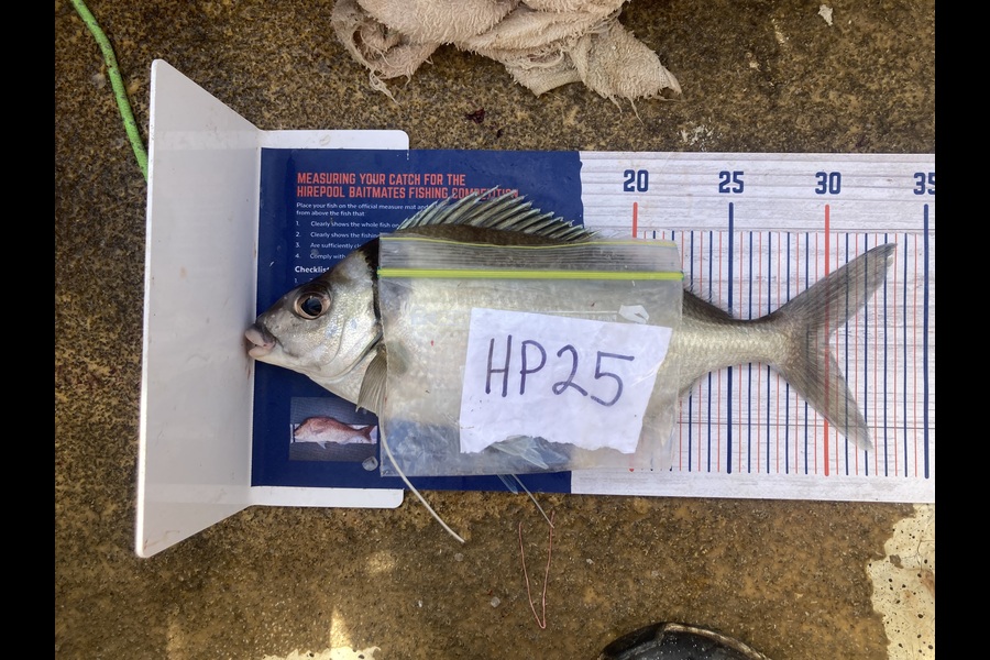 Anthony Murray caught this 30.0cm Tarakihi at Wellington during The Hirepool Baitmates Fishing Comp