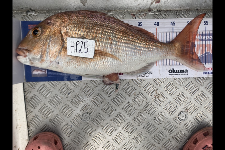 Luke Spargo caught this 51.5cm Snapper at Coromandel during The Hirepool Baitmates Fishing Comp